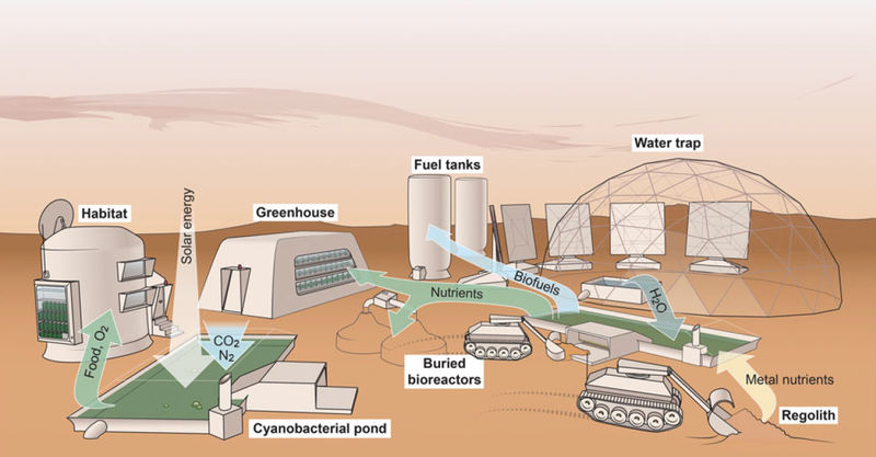 Illustration for article titled The Key to Colonizing Mars Could Be These Tiny Green Microbes